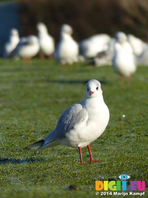 FZ010697 Curious looking Black-headed Gull (Larus ridibundus)